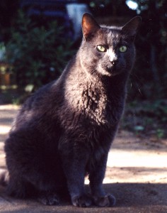This is a photo of Sugarcat Simon, circa July 2000, about 4 months after he was diagnosed with diabetes