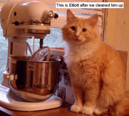 A photo take a few days later after we got him cleaned up
